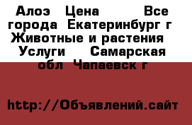 Алоэ › Цена ­ 150 - Все города, Екатеринбург г. Животные и растения » Услуги   . Самарская обл.,Чапаевск г.